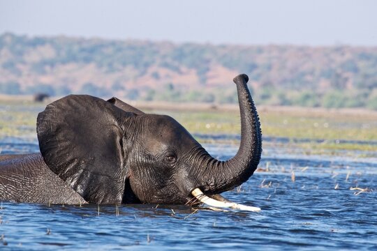 African Elephant (Loxodonta Africana) wades through a deeper section of a river, Chobe National Park, Botswana