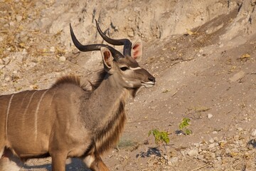 Male greater kudu, Tragelaphus strepsiceros, Chobe National Park, Botswana