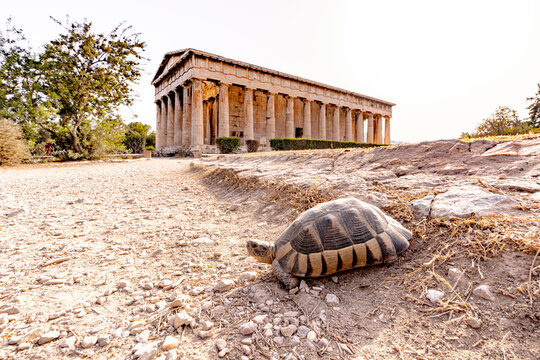 Tortoise near the Temple of Hephaestus, Ancient Agora of Athens, Athens, Greece