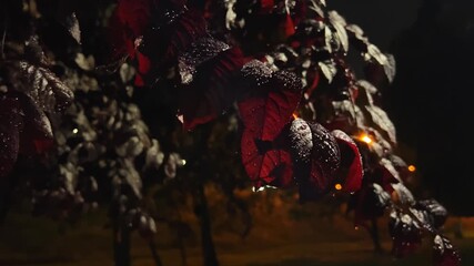 The red apple tree leaves sparkle with evening rain - Powered by Adobe