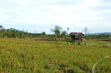 Beautiful Rural House in the Middle of Rice Fields