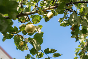 ripe yellow apples growing on a tree branch in sunlight against blue sky