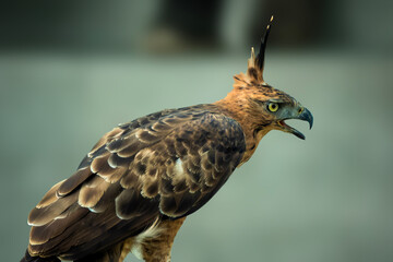 Javan hawk-eagle (Nisaetus bartelsi), the national bird of Indonesia