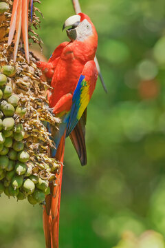 Scarlet Macaw (Ara macao) perching on a tree, Corcovado National Park, Osa Peninsula, Costa Rica