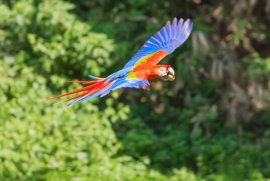 Scarlet Macaw (Ara macao) in flight, Corcovado National Park, Osa Peninsula, Costa Rica