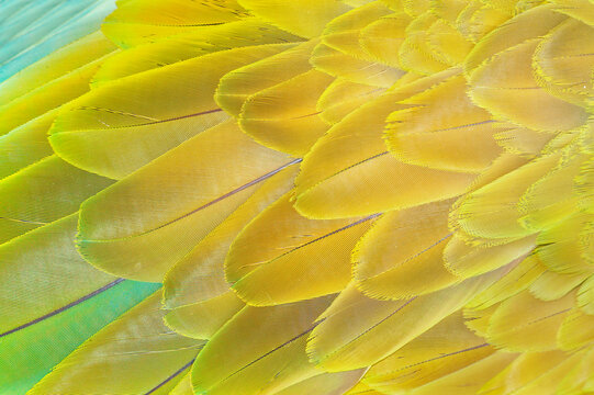 Military macaw (Ara militaris) feathers, close-up, Costa Rica, Central America