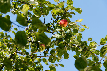 Ripe red apples hanging on tree branches with green leaves against blue sky.