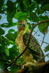 Javan hawk-eagle (Nisaetus bartelsi), the national bird of Indonesia