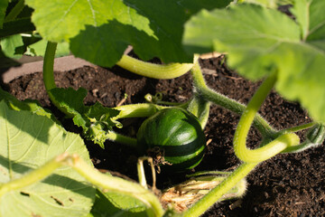 Obraz premium Young zucchini growing in a garden bed with green leaves on a sunny day.