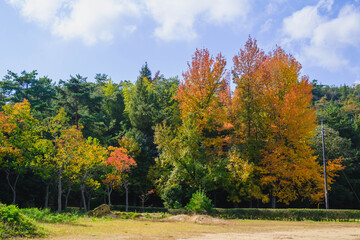 Naklejka premium 深山公園、黄色い葉っぱが秋の雰囲気を演出する風景、岡山、日本