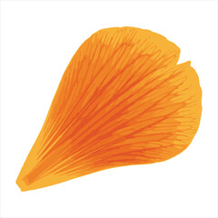 Vibrant Orange Petal with Detailed Texture and Linear Markings Single Flower Part Floating in White Space