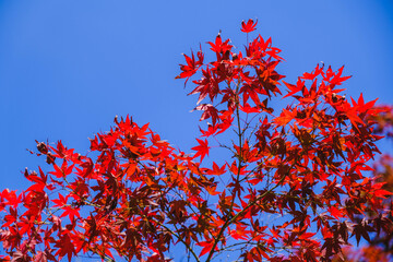 深山公園、色鮮やかな紅葉が秋の到来を告げる風景、岡山、日本