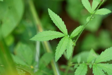 キンミズヒキの葉