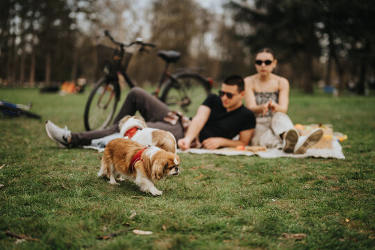 A couple relaxing on a picnic in a park with their dog in the foreground and bicycles in the background. An outdoor atmosphere of joy, relaxation, and companionship. - Powered by Adobe