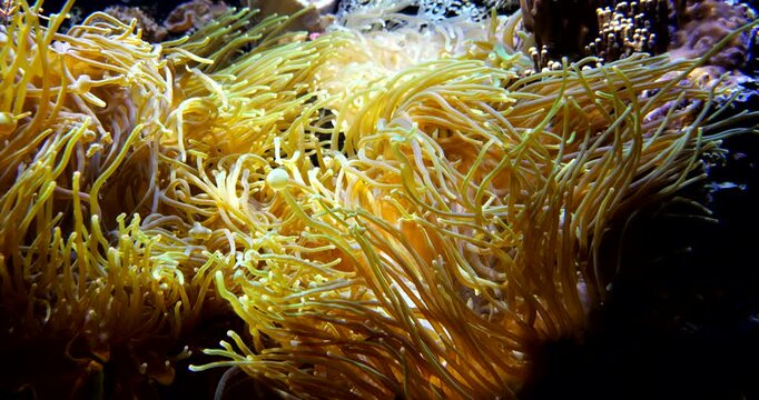 4K cinematic close-up of a sea anemone with long golden tentacles swaying underwater, illuminated by natural light in a vibrant reef habitat.