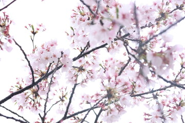 Close-Up of Sakura Branches Blooming in Spring, Japan