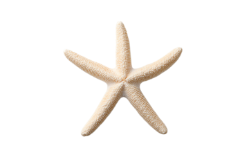 A starfish with a unique shape and texture, displayed against a white isolated background.