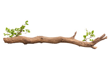 Fototapeta premium Natural wooden branch with fresh green leaves, isolated on white background.