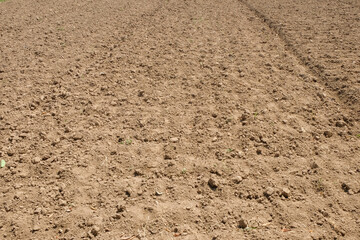 Agricultural land that looks dry during the dry season. Land preparation for agriculture