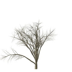 A bare tree with many branches against a black background showcasing its intricate branching pattern