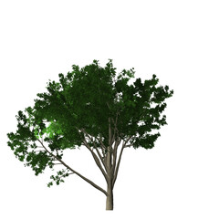 A single tree with green foliage and a light gray trunk isolated against a black background in a studio shot