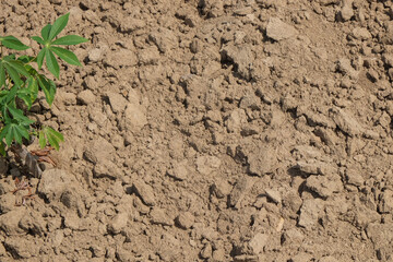 Green plants with dry land. Copy space for text. Dry land lacks water. Agricultural industry concept. For graphic design and banner background