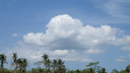 View of trees with a blue sky background with white clouds. Advertising and weather concept. Ecology and environmental theme. Copy space for text. For graphic design and banner background
