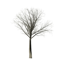 A bare tree with many branches and no leaves stands against a stark black background in a simple image