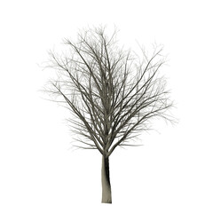 A leafless tree with bare branches against a stark black background in a simple digital rendering style