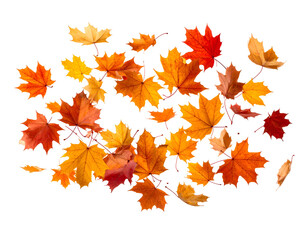 Obraz premium Falling Autumn Maple Leaves in Vibrant Red, Orange, and Yellow Isolated on Black Background