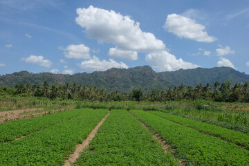 Obraz premium Farmland view with hilly background and blue sky with white clouds. Ecology and environment theme
