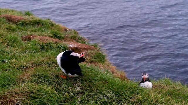 Two Atlantic puffins settle into their nesting grounds. They are perched on the grassy cliffside overlooking the ocean in Borgarfjordur, Iceland. It is during the day.