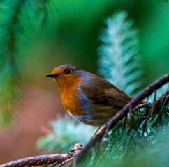 robin red breast