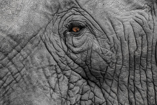 Elephant in detail