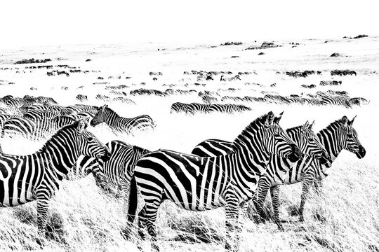 Black and white zebras