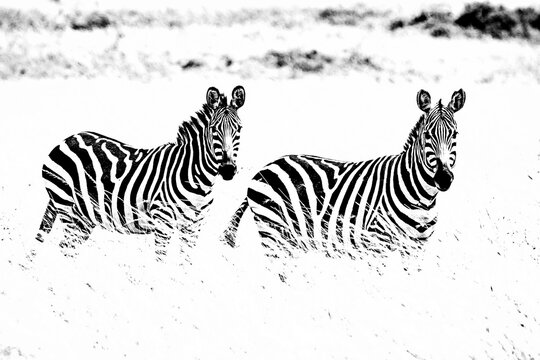 Black and white zebras