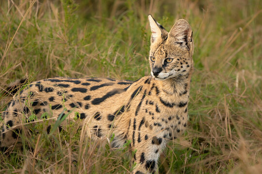 Serval cat all ears out