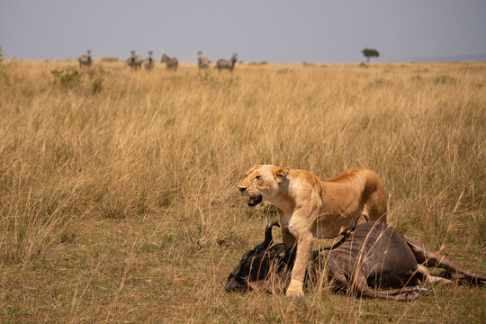Lioness and her kill