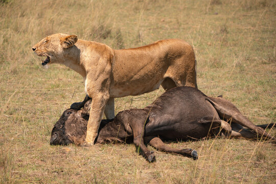 Lioness and her kill