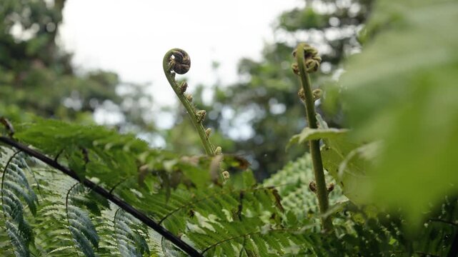 Farn im Regenwald in Slowmotion