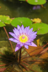 Close up of a purple lotus flower in bloom. Vertical image of a purple lotus flower
