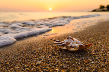 Big shell on the seashore. Evening seascape. Sunset on the seashore.