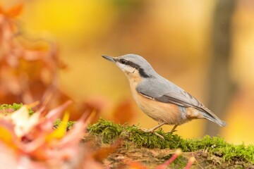 Eurasian nuthatch (Sitta europaea) sits on the ground. nuthatch in the nature habitat. Wildlife scene from fall forest.