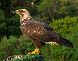 Obraz premium Eagle perched on fishing net