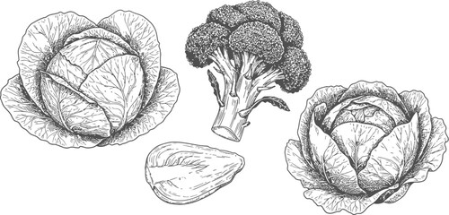 Hand drawn sketch of cabbage broccoli and avocado drawing © Graphic Shops