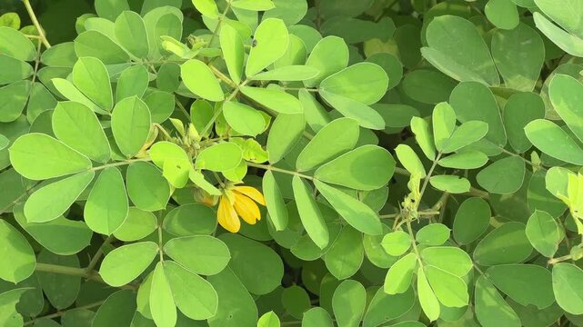 Close-up of Senna tora, also known as chakuda or sickle senna, with green leaves and small yellow flowers gently swaying in the wind.