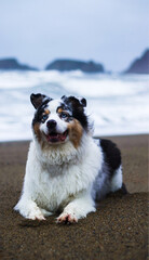 Blue-Eyed Merle Australian Shepherd Lying Content on Sandy Beach with Ocean Waves