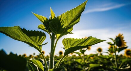 Close-up sunflower sprouts, vibrant green leaves against bright blue sky