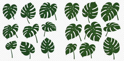 Collection of stylized Monstera leaves in various shapes and orientations on a transparent background.