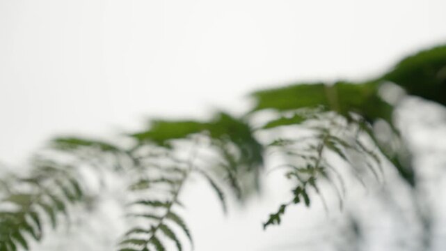 Farn Closeup in Slowmotion
